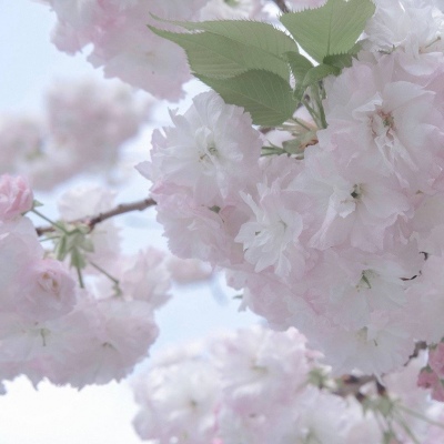 定安FurryQQ群介绍